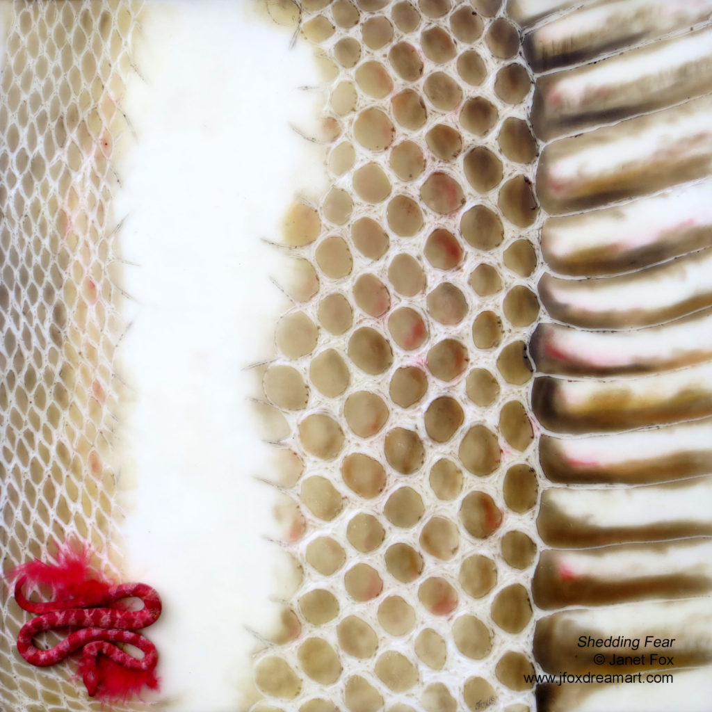 Image of an encaustic painting by Janet Fox of shedded snake skin with a miniature paper clay snake replica on a red feather.